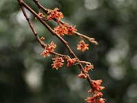 Hamamelis Lombards Weeping 2016 01 23 9217